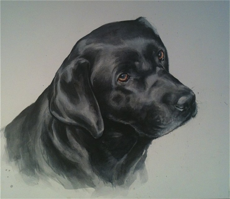 Black Labrador
