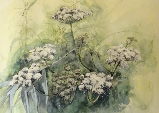 Cow Parsley