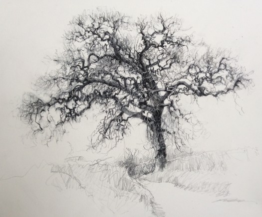 Bird Lane nr radar museum Horning 6/3/2015