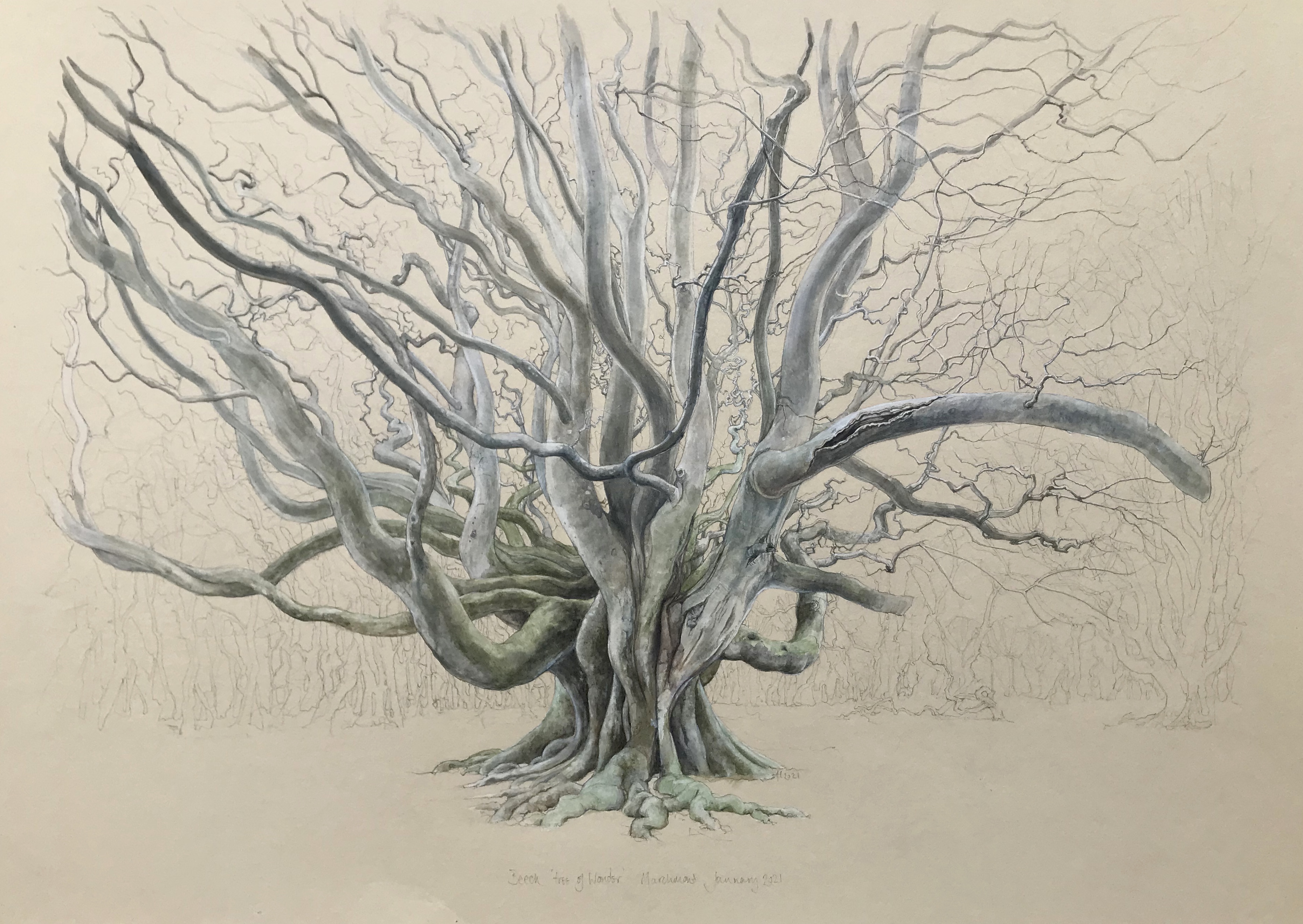 Tree of Wonder Beech at Marchmont by Alex Egan
